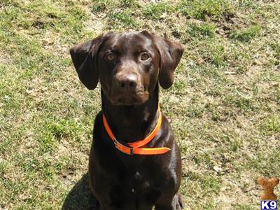 Stud Dogs - Labrador Retriever